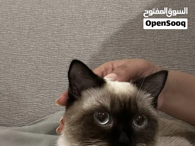 قطه مكس هملايا سيامي  طلب التزاوج انثى 10 شهور