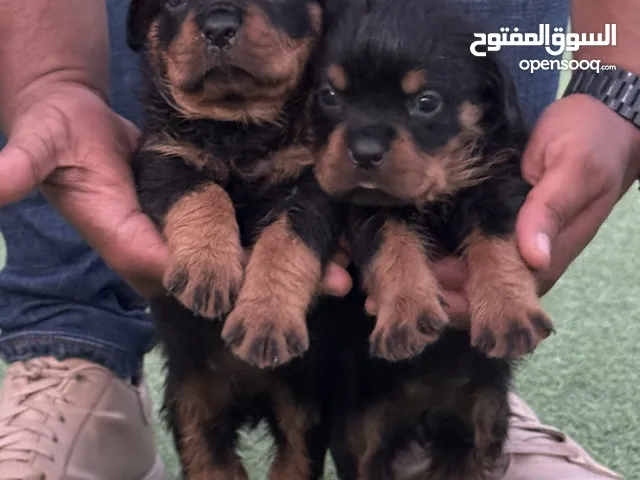 Rottweiler روت وايلر