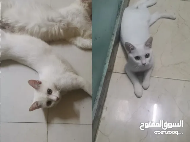 قطط لتبني من ام شيرازيه