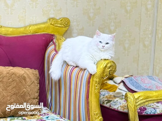 بزونة للبيع العمر 5اشعر انثا