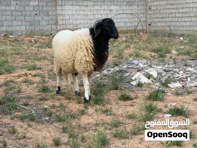 حولي مشاء الله