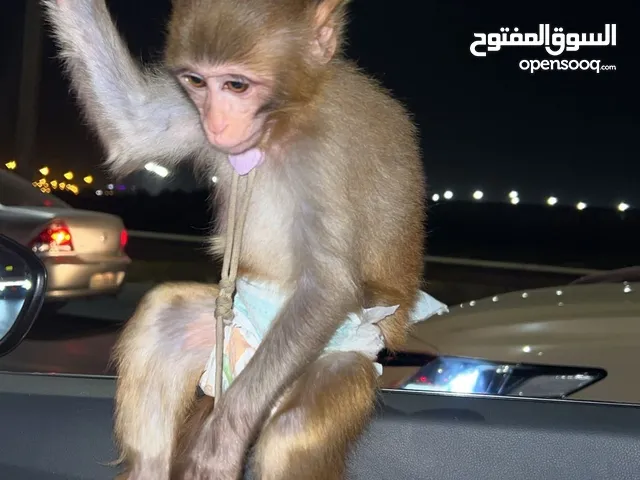 قرد المكاك