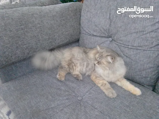 قطه سكتش فولد للبيع