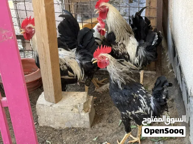 السلام عليكم اربع ديوجه للبيع تك ب10 مكاني زبير بصره