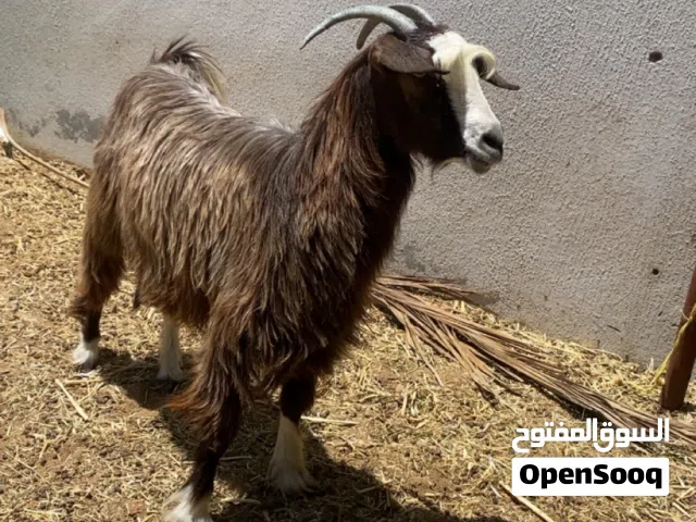 عنز سعيديه