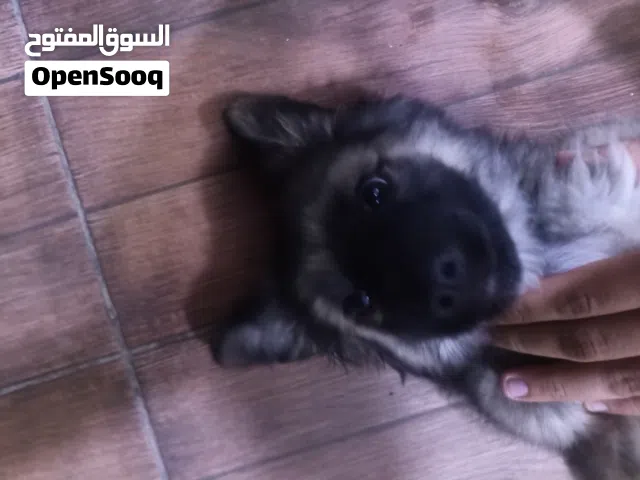 كلب جيرمن مكس
