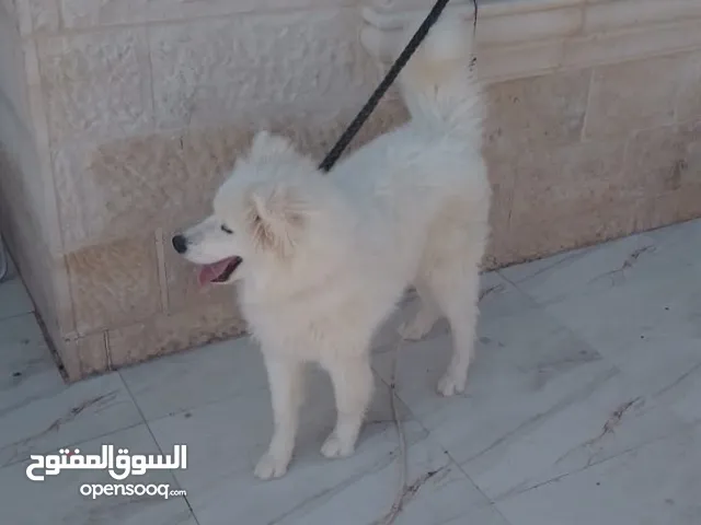 حيوانات أليفه كلاب
