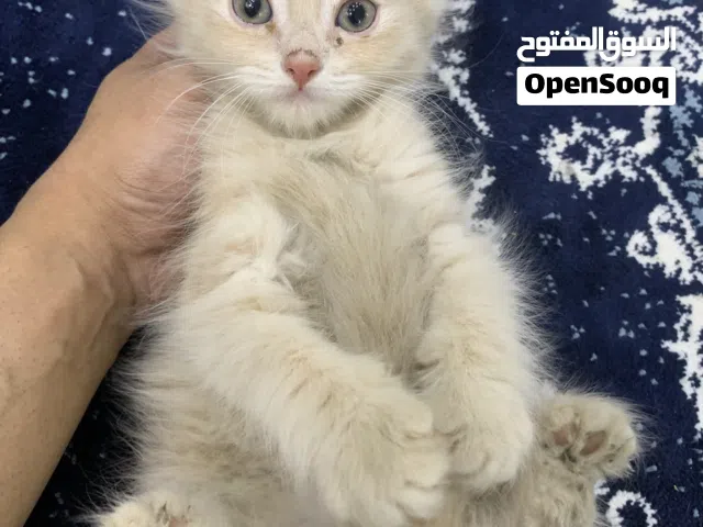 للبيع قطط كيتن العمر شهرين