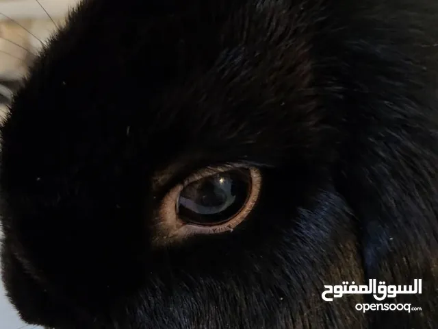ارنبه انثى هولاندلوب Female hollandlop حق تزاوج