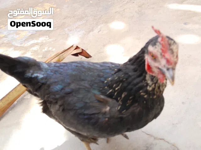 دجاجة لبيع نضيفة وحلوة مكان بصرة خمسميل