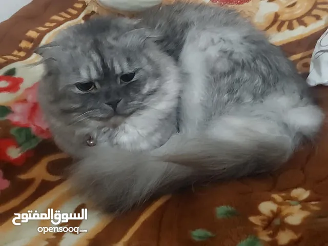 قط ذكر للتبني سكوتش فولد