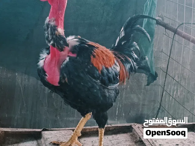 ديج عرب ابو ركيبه
