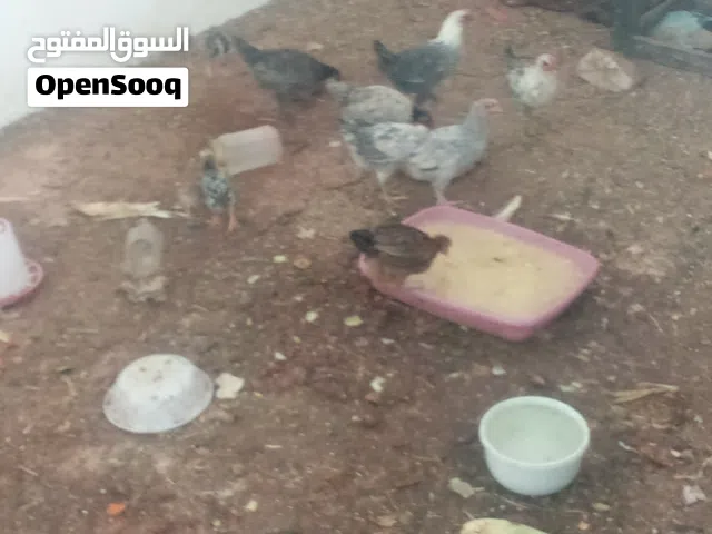 7ديوك عمر 3 شهور ب10ليرات اقرا النص عمان جاوا