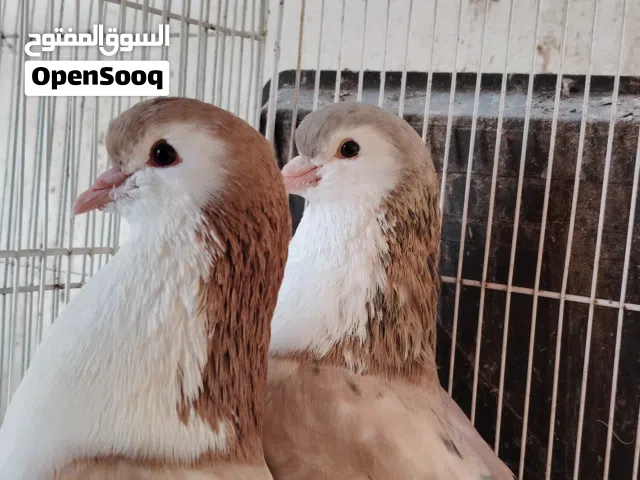 حمام شيرازي