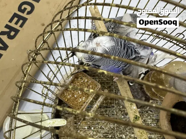 بادجي بصحه ممتازه جدا جدا