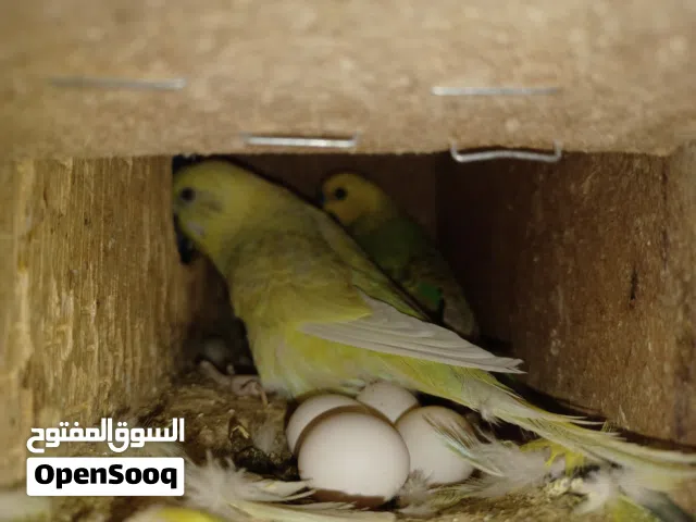 زوج بادجي منتج معا البيض والقفص يعني زوج فاخر من الاخر