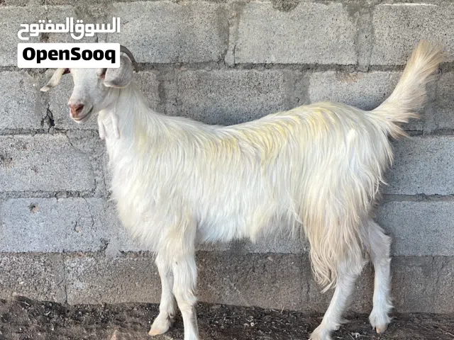 شاه بكر جامودي بيور