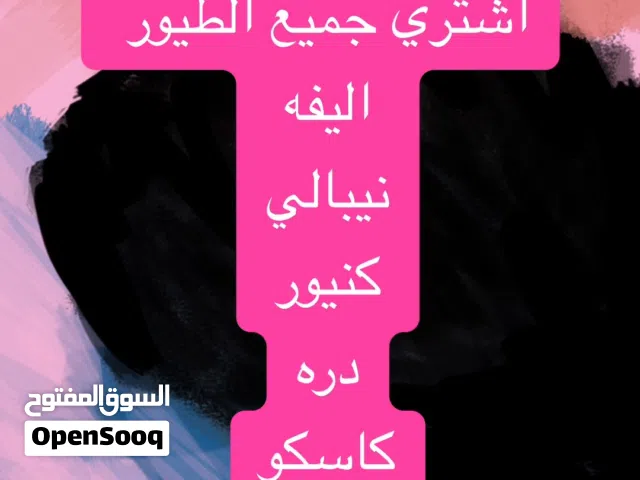 اشتري جميع الطيور المتكلمه الاليفه كاسكو  دره كنيور