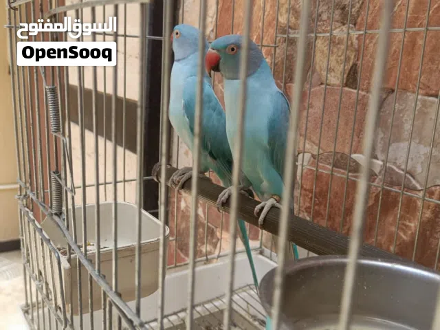 كوبيا دره وابلاين الله يبارك