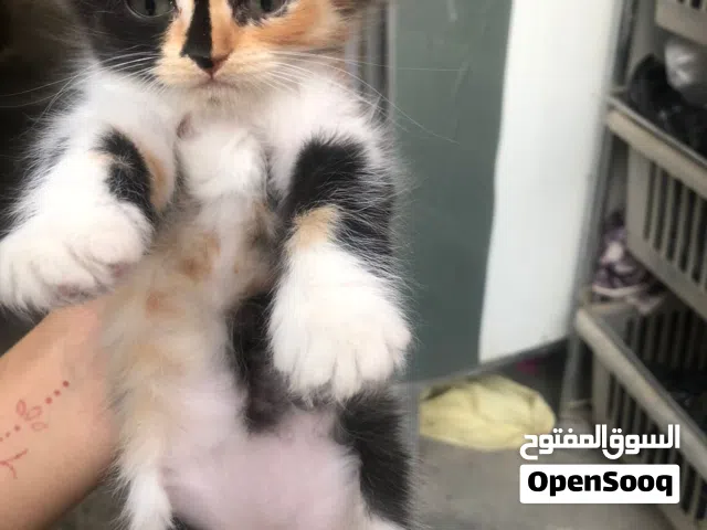 3بزونات ام معه أطفاله 2