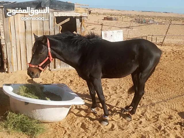 حصان مشاءالله تبارك