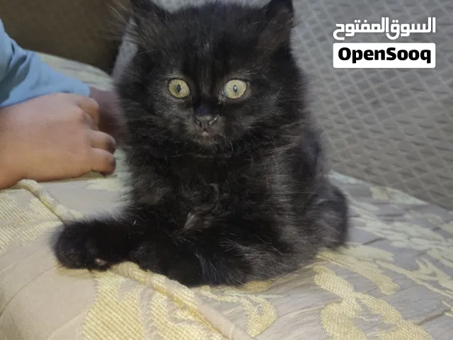 قطط هملايا للبيع
