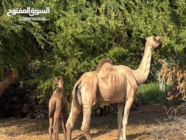 ناقه هيه وحاشيها للبيع