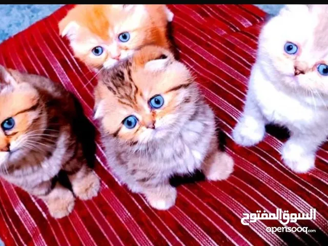 سكوتش فولد غولدن وستريت وسيلفر شدد لعشاق التميز والنوادر والحبات البيور هاد الإعلان الك تابع الوصف
