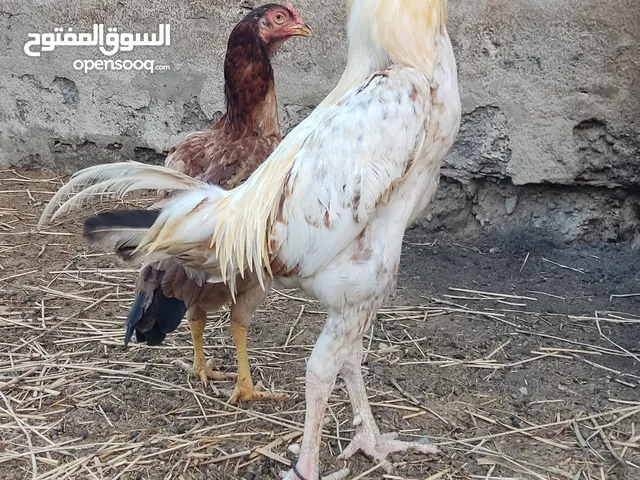 ديك مااقبل البدل بيع بس