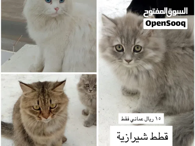 قطط شيرازية