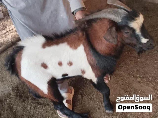 تيس فحل قزم