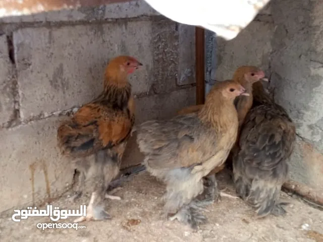 متاح صيصان براهما عمر 5 اشهر