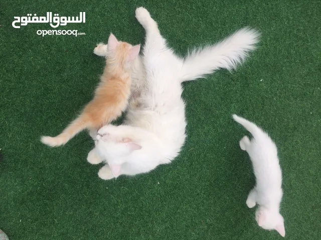 للتبني قطه مع اولادها