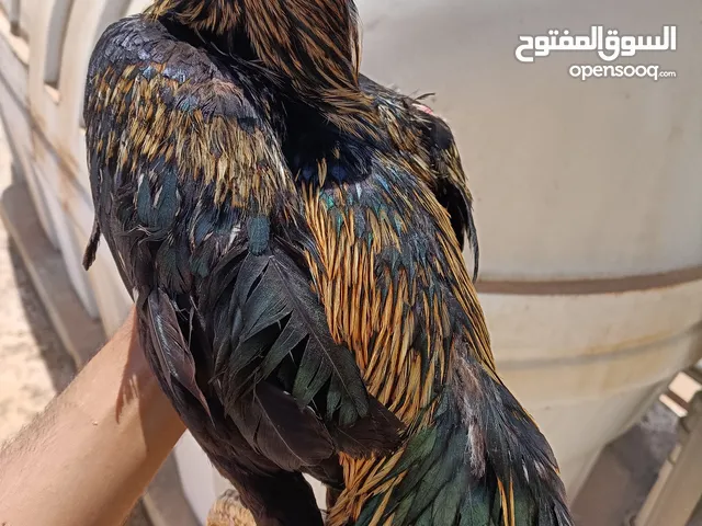 1دیگ 2دجاج پاکستانی