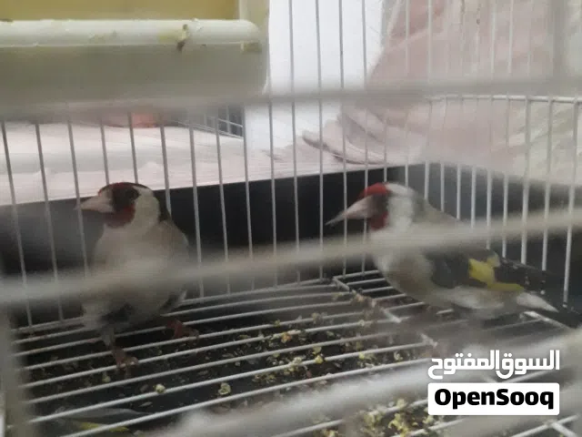 كوبية قرديل ربي يبارك للبيع وطني القرابولي