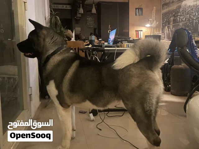 American Akita