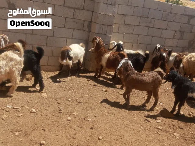 جديان للبيع
