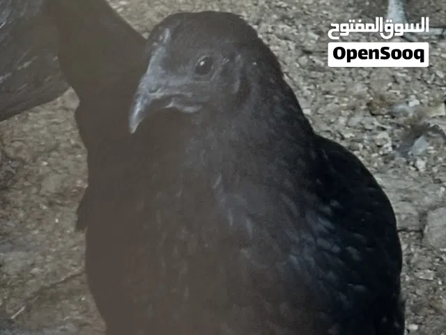 دجاج أنثى