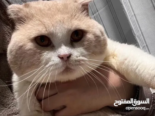 قطه  سكوتش مكس فارسي