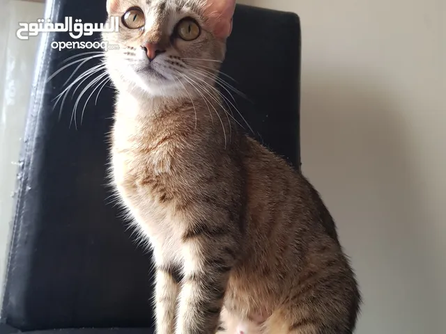 Female cat for adoption (1 year old, Free)