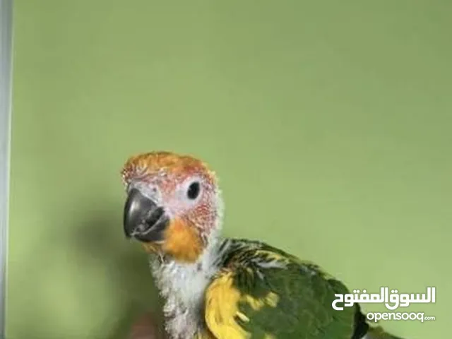 كنيور + صن كنيور حاليا فروخ