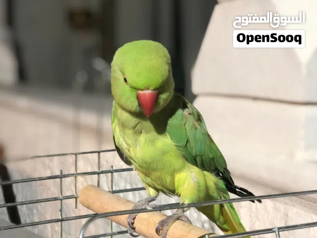 ببغاء درة عمره ثلاثة سنوات