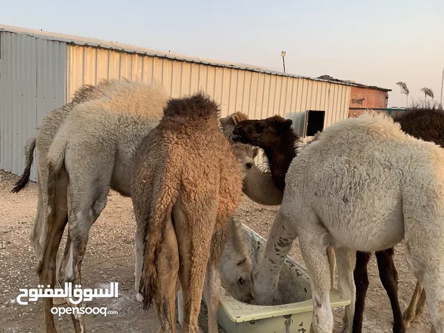 قعدان عدد 6 للبيع