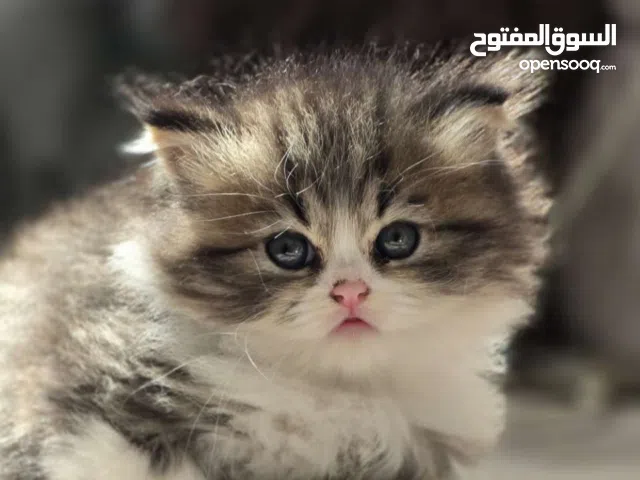 قط شيرازي ذكر بعمر شهرين ونص