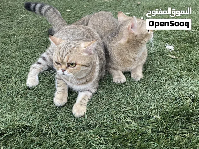 قط نثيه وذكر