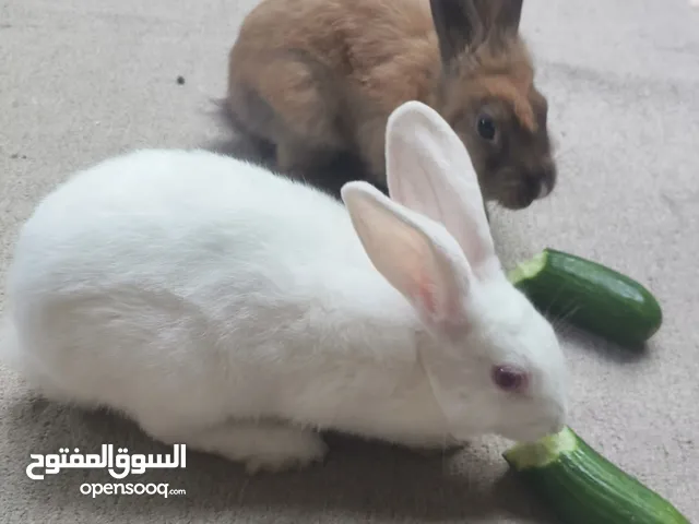 ارانب فرنسي بيع او مراوس