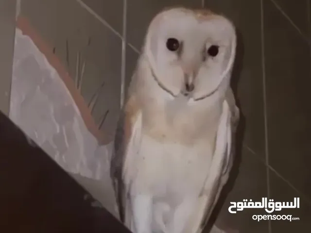 للبيع بومة اليفه وبصحه ممتازه