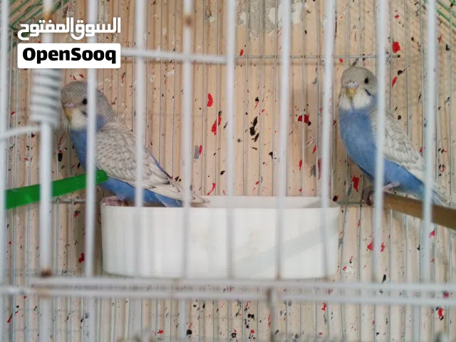 ست حبات حب للبيع كوم كامل الكوم على 3ونص النقا على خمسة