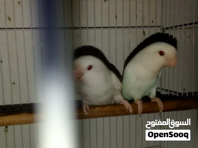 زوجين روز منتجة