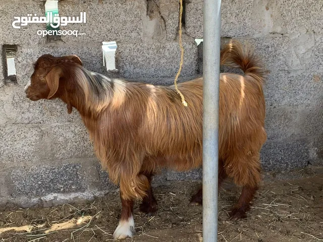 للبيع: تيوس عيال سنتين .. والكبش ولد 5 شهور